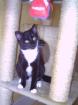 Suche Thai Siam oder Sibrische Katze Deckkater