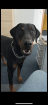 Dobermann Rüde 3 Jahre